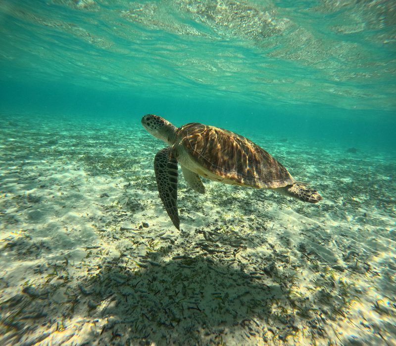 Zeeschildpad zwemt boven een zandbodem