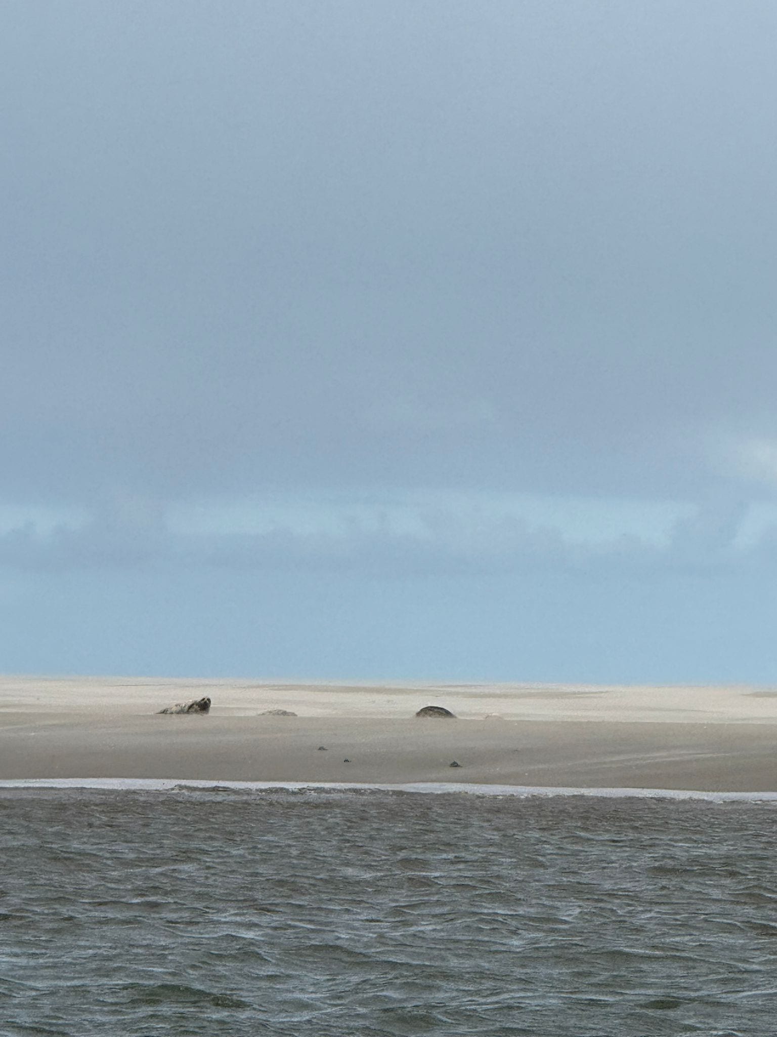 Seals resting on a pale sandbank under an overcast Texel sky
